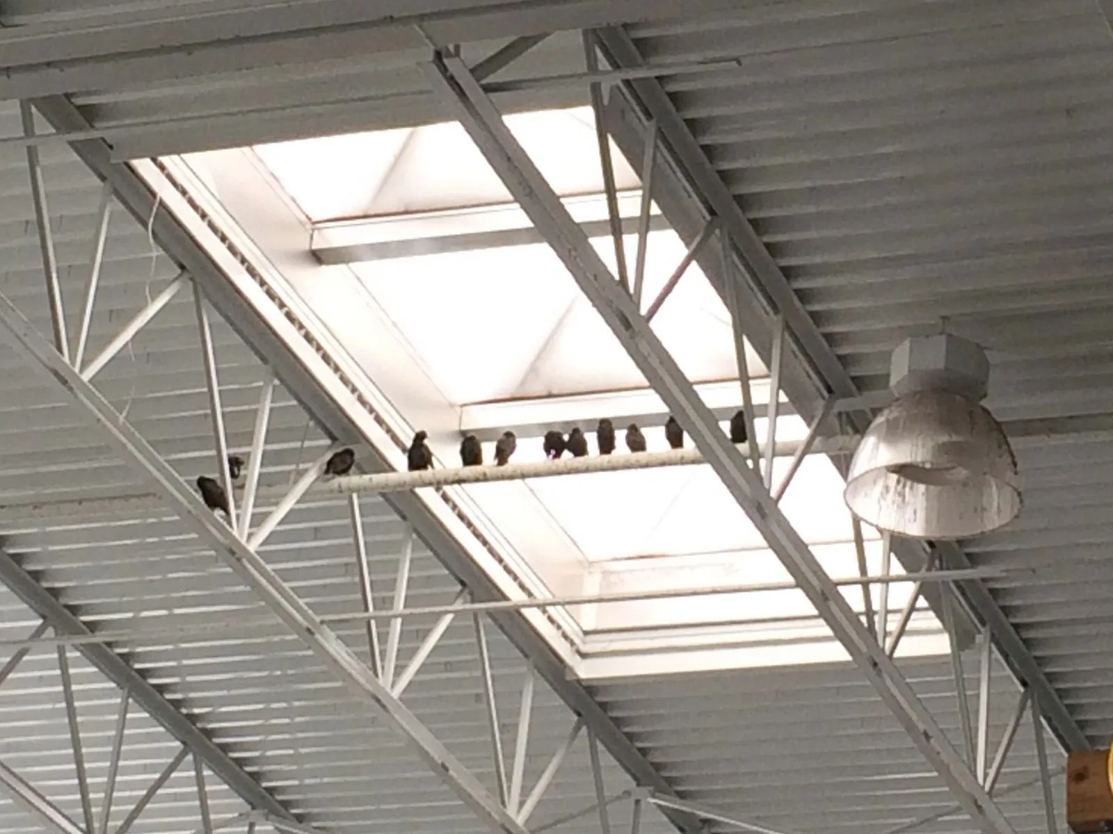 Pigeons on warehouse roof beams